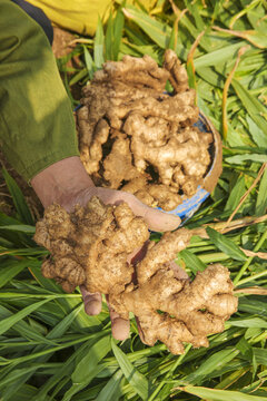 Fresh Ginger Roots Harvested from Field in Shandong China - Natural Seasoning Production