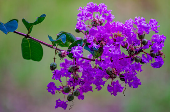 Purple crape myrtle (Lagerstroemia indica) in Coden Alabama