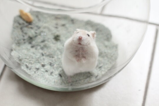 small hamster in fish bowl