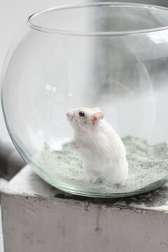 small hamster in fish bowl