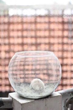 small hamster in fish bowl