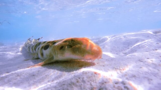 Slow motion epaulette shark resting in crystal clear shallow water at Heron Island, Great Barrier Reef, Australia.