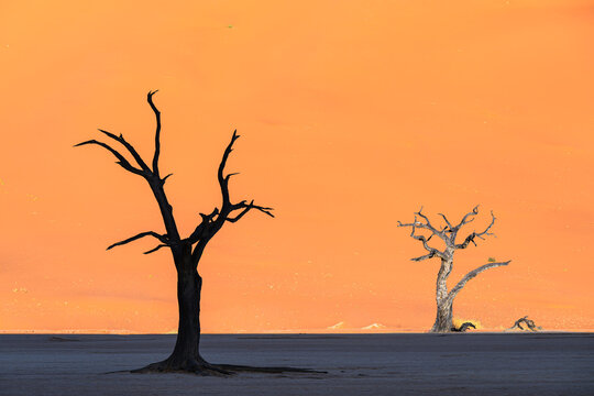 Two Iconic Dead Trees in Dead Vlei Clay Pan Namibia