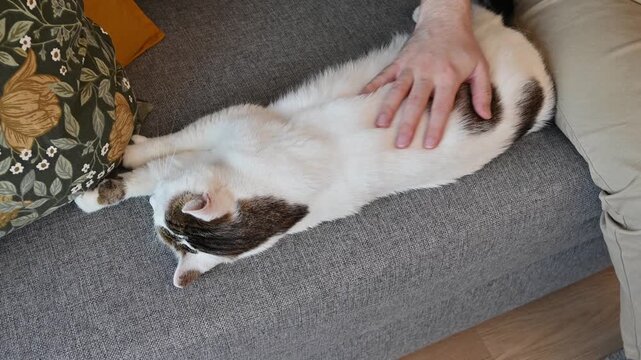 Man stroking a cat lying on the sofa. Domestic animals cconcept