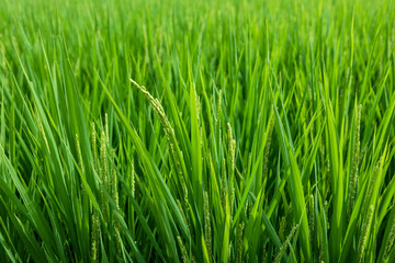 Obraz premium Rice Grains Growing on a Rice Plant