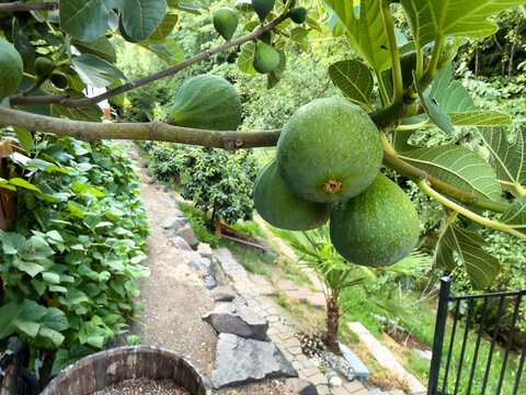 Extremely large desert king fig fruit still hanging in tree during harvest in late summer