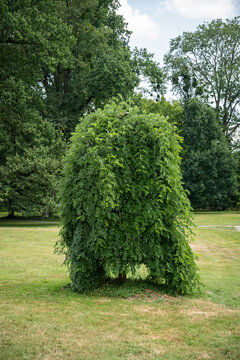 A small weeping locust tree outdoors in a park.