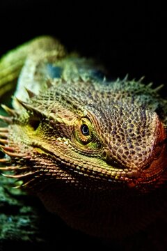 Lizard