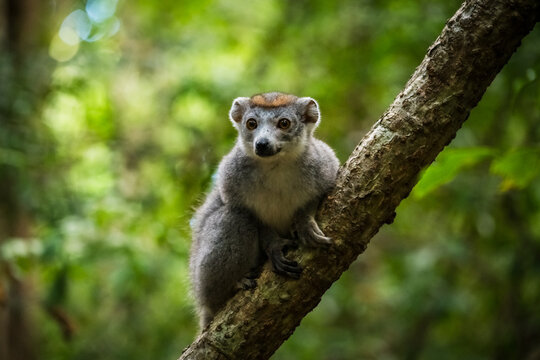 View of a crowned lemur perched on a tree branch in the lush forest of the Reserve speciale d'Ankarana, Diana, Madagascar.