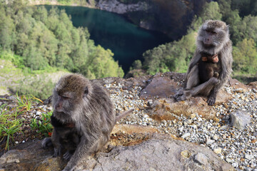 Two Long-tailed macaques with baby above crater lake, Kelimutu, Flores, Indonesia © Willy