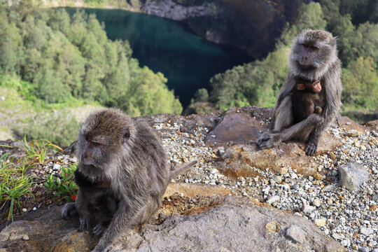 Two Long-tailed macaques with baby above crater lake, Kelimutu, Flores, Indonesia