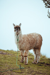 Tethered Llama Standing in Ecuadorian Highlands © Aviv