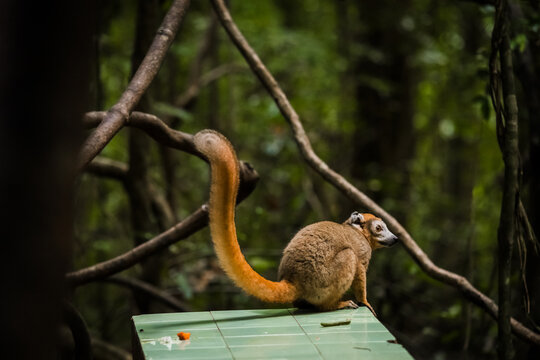 View of a crowned lemur with a long tail resting on a tiled surface in the lush forest of the Reserve speciale d'Ankarana, Diana, Madagascar.