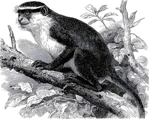 Naklejka premium Monochrome engraving of a Diana monkey perched on a tree branch surrounded by leaves