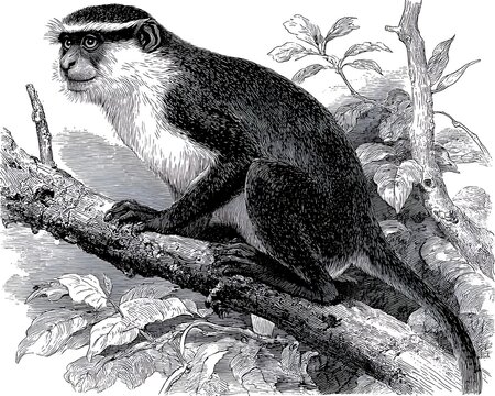 Monochrome engraving of a Diana monkey perched on a tree branch surrounded by leaves