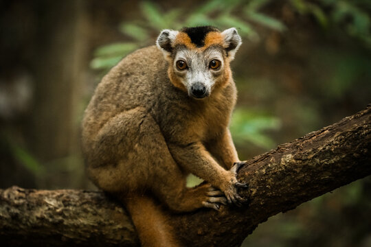View of a Sanford's brown lemur perched on a tree branch in the lush forest of the Reserve speciale d'Ankarana, Diana, Madagascar.