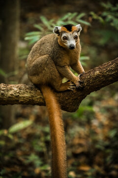 View of a crowned lemur perched on a tree branch in the lush forest of the Reserve speciale d'Ankarana, Diana, Madagascar.