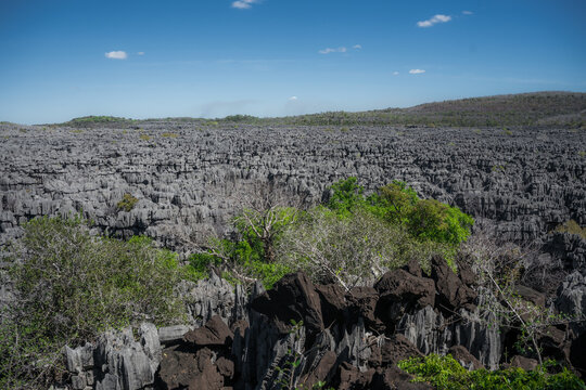 View of the sharp limestone karst formations known as tsingy in the Ankarana Special Reserve with green shrubs and a clear blue sky in Diana, Madagascar.