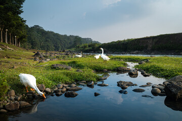 White geese or birds foraging by a scenic river and green grassy riverbank with rocks and reflections in the water © Pahlevi