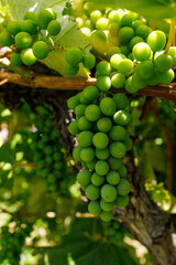 Green grapes on a vine. © Anthony Bower