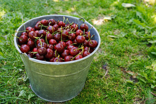 Bucket of red cherries.