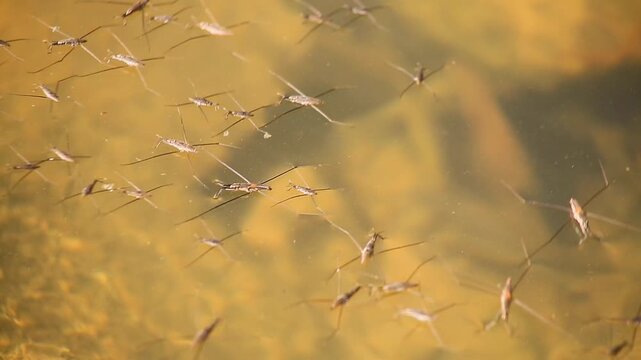 Motion blur. Common water strider (Gerris Lacustris) on water surface
