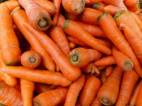 Farmer Holding Fresh Raw Carrots Freshly Picked from Field
