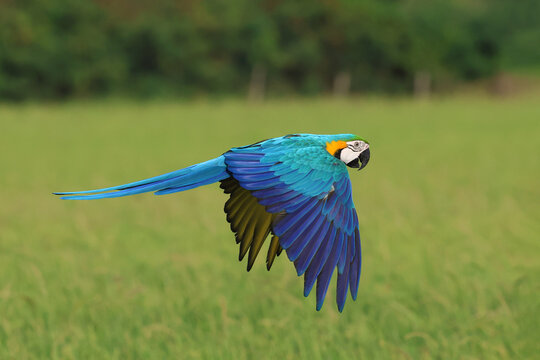 A colorful blue and gold macaw parrot flying over the rice fields. Free-flying bird