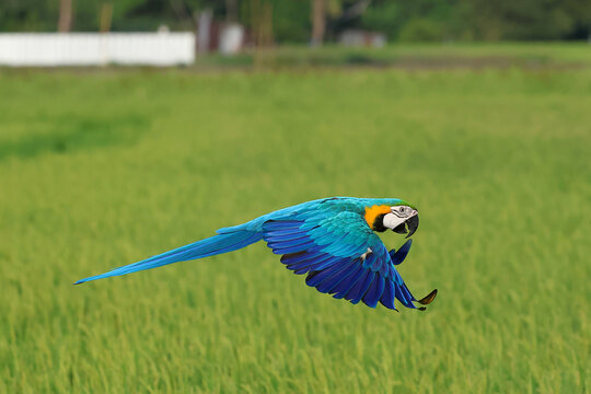 A colorful blue and gold macaw parrot flying over the rice fields. Free-flying bird