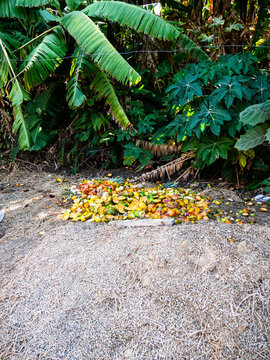 A pile of discarded and cut citrus fruits lying on the ground beneath banana and tropical plants. The scene captures agricultural waste, fruit processing, composting, organic material, tropical vegeta