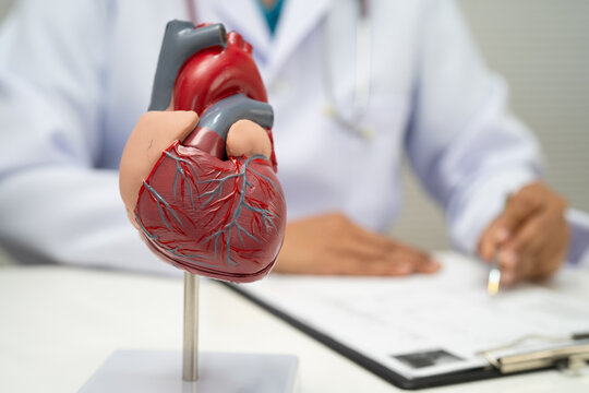 Cardiovascular disease CVD, doctor with heart human model.