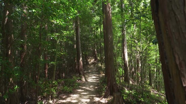 Forest Trail from Hari Jizoson to Takahara Kumano Shrine, Kumano Kodo Nakahechi, Tanabe, Wakayama, Japan　熊野古道 中辺路「針地蔵尊から高原熊野神社へ」和歌山県田辺市