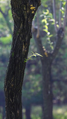 Obraz premium Young Green Shoot Growing from Tree Trunk in Sunlit Forest