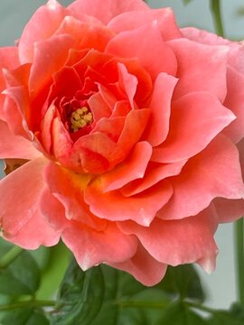 orang rose in garden
