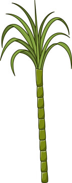 Single stalk of sugarcane plant with green leaves