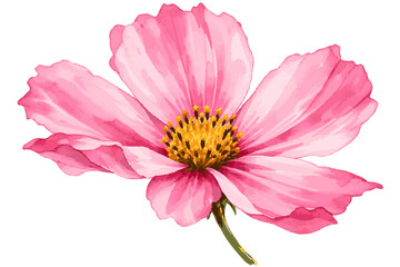 Obraz premium pink and white dahlia