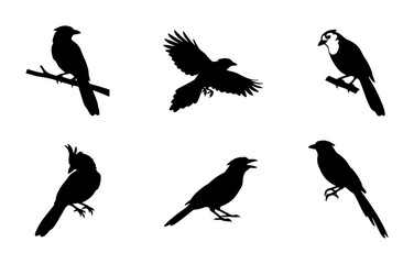 Fototapeta premium Bird Silhouettes Collection, Flying and Perching Avian Vector Icons, Nature Wildlife Graphics