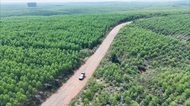 Aerial drone shot of a vast eucalyptus industrial plantation forest in Sumatra, Indonesia.