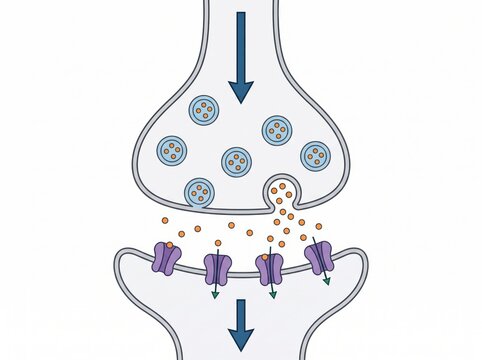 Synaptic transmission mechanism between two neurons in the human brain with transmission neurology neuroscience communication chemistry chemical receptor signaling physiology educational