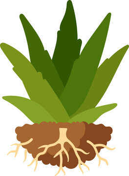 Green medicinal aloe vera succulent with roots and soil illustration