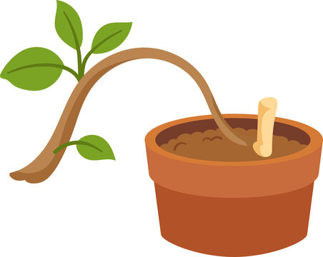 Wilted green plant with curved brown stem growing in a small clay flowerpot