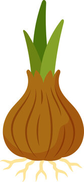 Illustration of a growing brown flower bulb with fresh green shoots and roots