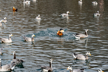 Geese Swimming Together on a Lake © KieuLan