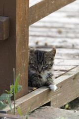 Tabby Kitten Resting on a Wooden Porch © KieuLan