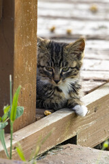 Curious Tabby Kitten Peeking from Behind a Wooden Post © KieuLan