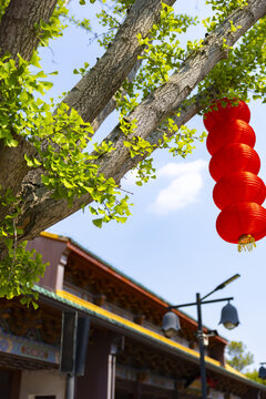 Red lanterns hanging from a tree beside a traditional building