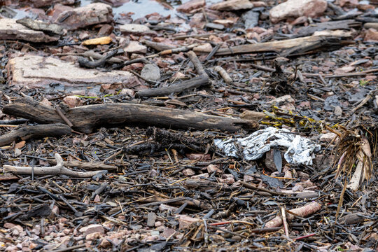 Gaspesie, Quebec, 06 June 2026 : Various natural debris and discarded waste litter a muddy, rocky shoreline.