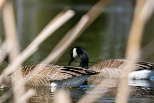 La Tuque, Quebec, 16 May 2026 : Two Canada geese swim in water, partially hidden by blurred reeds in the foreground