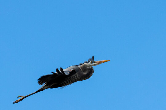 Quebec, Canada, 24 April 2026 : A great blue heron flies across a clear blue sky with its long legs extended.