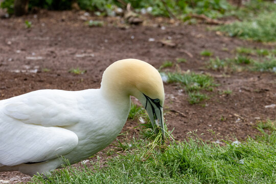 Quebec, Canada, 15 July 2026 : A Northern Gannet pulls grass with its beak, gathering nesting material on the ground.